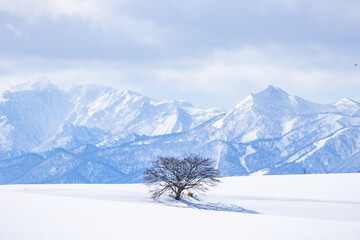 Obraz premium A Tree on the Hill