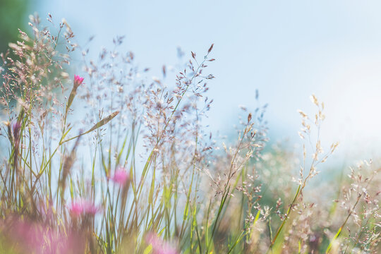 Close-up shot of small flowers on plant stem in meadow at sunny day
