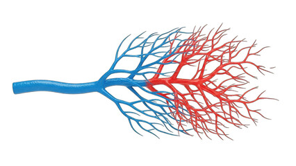 Blood Vessels Diagram: Arteries and Veins on White Background
