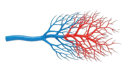 Blood Vessels Diagram: Arteries and Veins on White Background