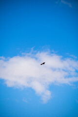 Majestic golden eagle flying high in the blue sky with white fluffy clouds representing freedom and nature