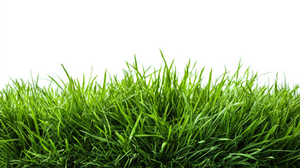 Lush green grass blades with a range of tones and textures, natural detail