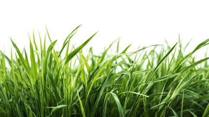 Obraz premium Lush green grass with sharp blades and natural texture, captured against a bright background