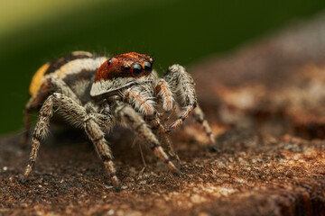 Jumping spider eating insect on log