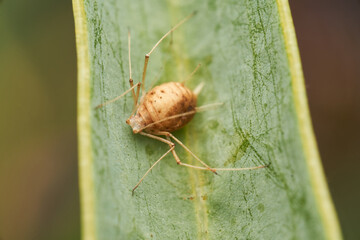Tiny brown insect on green leaf