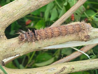 Cryptic Caterpillar with Hairy Head Resting on Wood © rayhanzaky