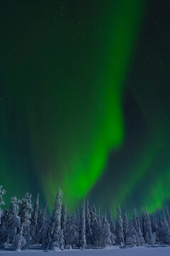Scenic view of winter forest under Aurora Borealis sky