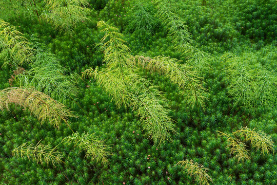 Full frame high angle view of green plants