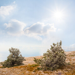 Obraz premium frozen fir tree forest on mount slope under a sparkle sun