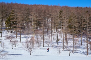 冬の長野県富士見町の入笠山湿原
