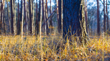 closeup forest glade in grass at the bright autumn day © Yuriy Kulik