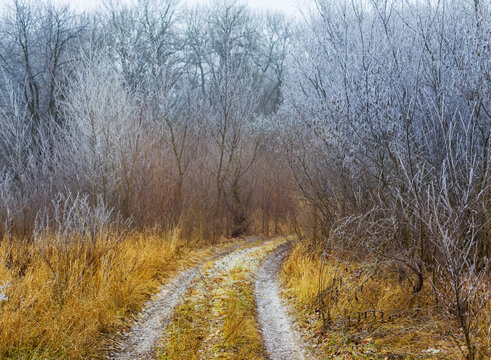 frozen vinter forest with ground road pass through