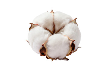 Close-up view of a cotton boll showcasing fluffy white cotton fibers