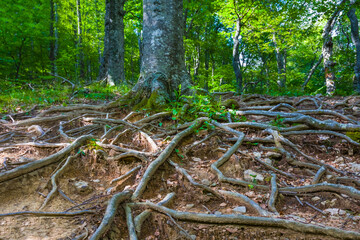 green forest glade at the summer sunny day © Yuriy Kulik