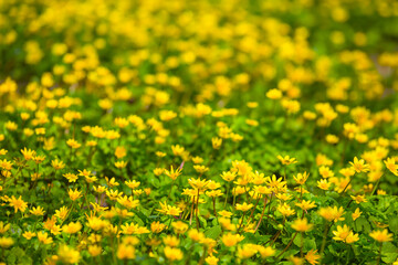 Obraz premium closeup heap of yellow wild flowers in green grass