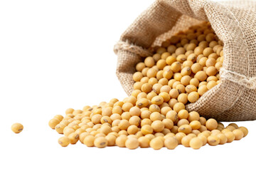 Soybeans in a burlap sack and spilled on white background