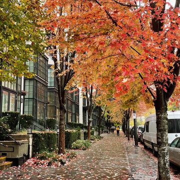 Rain-Soaked Vancouver Street with Vibrant Autumn Leaves
