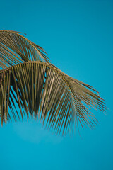 coconut palm tree