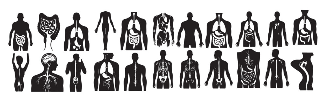 human organ collection silhouette internal isolated organs