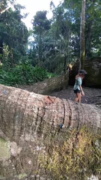 mulher sentada em tronco de suma&uacute;ma apelidada de Muralha, na cidade de Afu&aacute;, Par&aacute;, na amazonia brasileira 