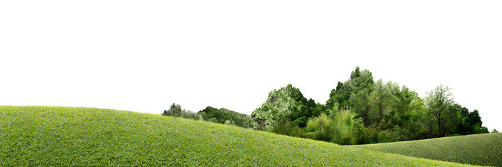 landscape with green grass