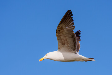 A kelp gull soaring in clear blue sky over Hermanus, Western Cape, South Africa. Captured on the scenic Whale Coast, ideal for wildlife, nature, and bird photography projects.