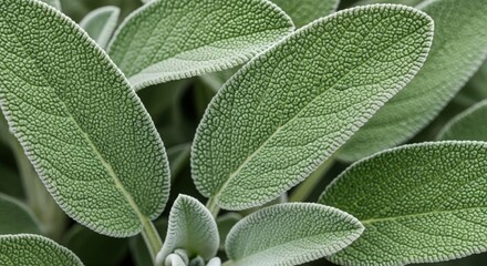 Close-up of Clary Sage Leaves &mdash; Organic herbal greenery texture