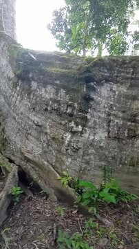 mulher sentada em tronco de suma&uacute;ma apelidada de Muralha, na cidade de Afu&aacute;, Par&aacute;, na amazonia brasileira 