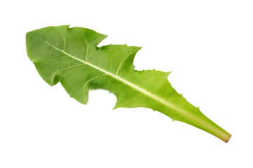 Green Dandelion Leaf with Serrated Edges on White Background