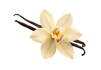 Vanilla orchid blossom with dried beans natural flavoring, isolated on a transparent background