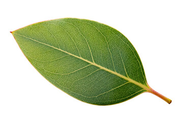 Obraz premium A close-up view of a single green eucalyptus leaf with visible veins