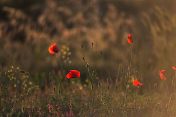 Fototapeta premium poppy field in summer