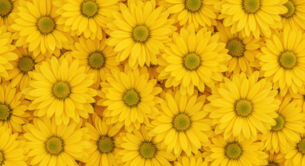 Obraz premium Bright yellow daisies in full bloom forming a floral pattern background with vibrant petals and green centers