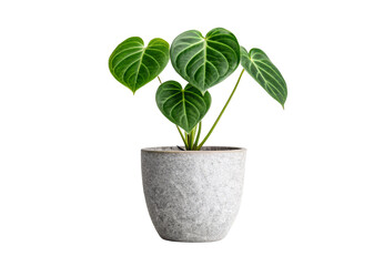 Fototapeta premium Green philodendron plant in gray concrete pot, isolated on a transparent background