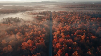 A high-altitude drone shot capturing a narrow forest road cutting through a vast canopy of fiery red and burnt-orange autumn foliage, soft sunlight filtering through the treetops.