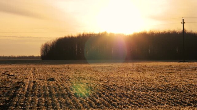 Sprouts of winter wheat in the field. Warm sunset over vast agricultural field during golden hour. Sun rays creating a stunning lens flare over serene countryside landscape and distant leafless trees