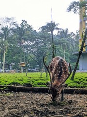 A close-up view of a spotted deer grazing calmly in a lush green park.