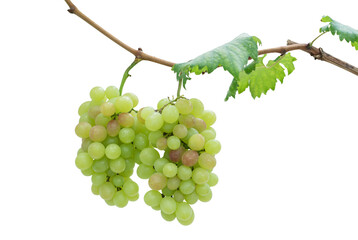 Fresh green grape clusters hanging on a vine with leaves, isolated on background. Natural organic fruit. Ideal for concepts related to agriculture, vineyards, healthy food, fresh produce.