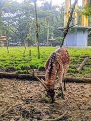 
A close-up view of a spotted deer grazing calmly in a lush green park.