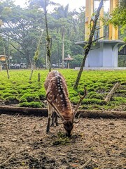 
A close-up view of a spotted deer grazing calmly in a lush green park.