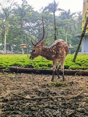 
A close-up view of a spotted deer grazing calmly in a lush green park.