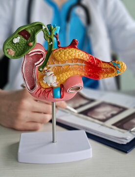 Model of human anatomy showing detailed pancreas, liver, and gallbladder in a medical
