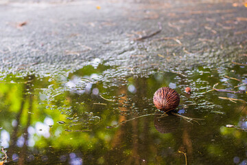 Cerbera odollam tropical fruit seeds with reflection