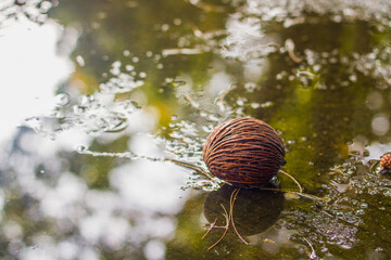 Cerbera odollam tropical fruit seeds with reflection