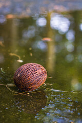 Cerbera odollam tropical fruit seeds with reflection