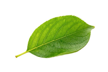 Single green leaf with visible veins on white background