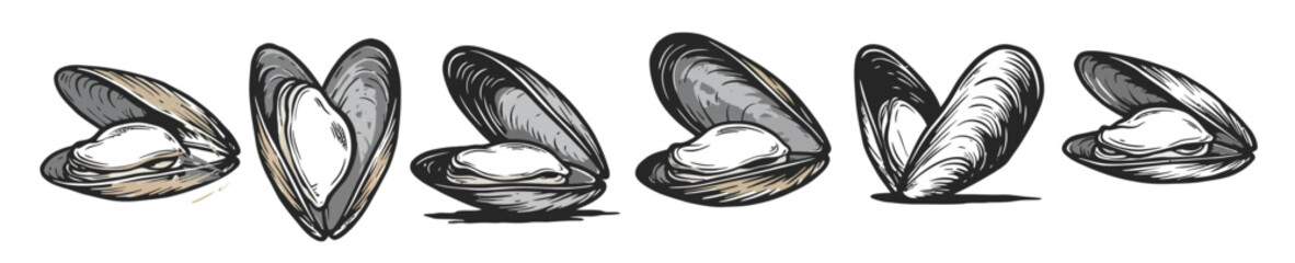 clam shells illustration in various opened positions