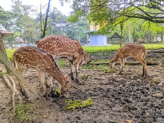 wild animals in the zoo