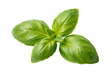 Fototapeta premium Fresh green basil leaves for culinary use and flavor enhancement