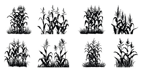 corn stalk silhouette bundle © Kulva